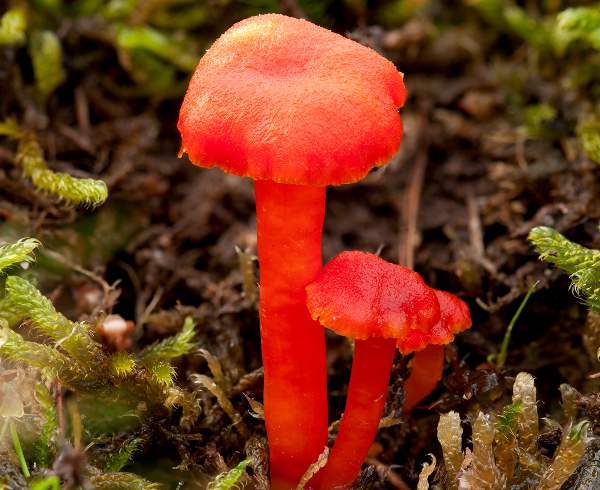 Hygrocybe miniata - Vermillion Waxcap, fresh specimens