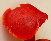 Mature cap of Hygrocybe miniata