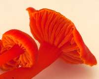 Gills and stem of Hygrocybe miniata