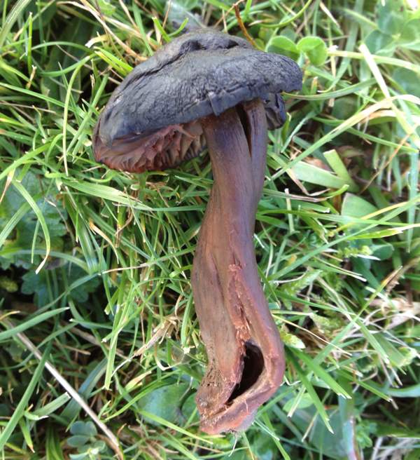 Hygrocybe ovina - Blushing Waxcap