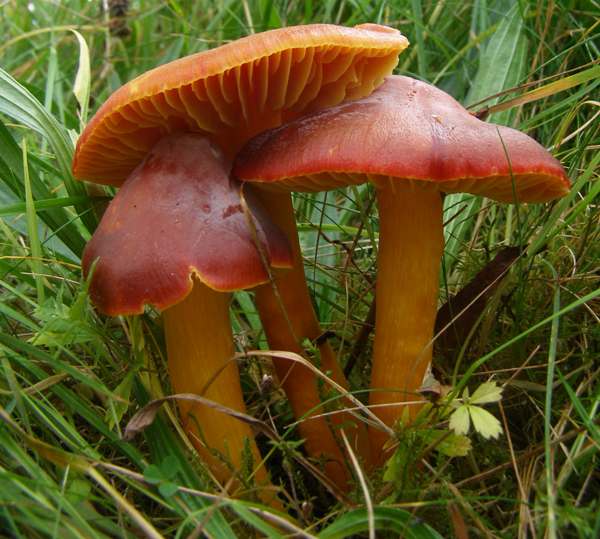 Mature specimens of Hygrocybe punicea - Crimson Waxcap