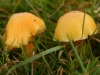 Hygrocybe quieta - Oily Waxcap