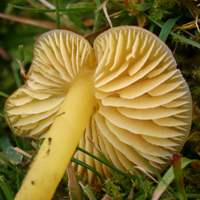 Gills and stem of Hygrocybe quieta - Oily Waxcap