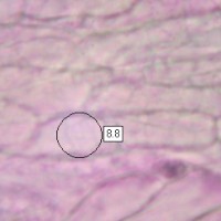 Pileipellis, Hygrocybe reidii