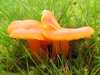 Hygrocybe reidii, Honey Waxcap