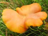 Cap of Hygrocybe reidii