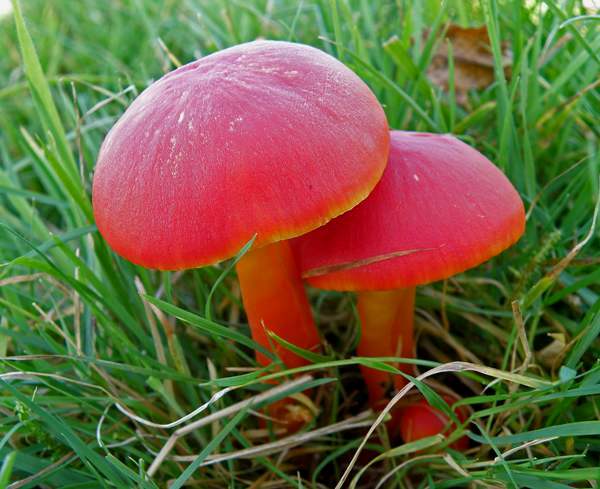 Hygrocybe spendidissima