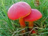 Hygrocybe splendidissima - Splendid Waxcap