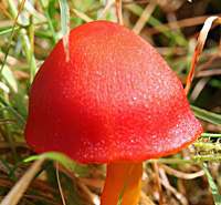 Slightl;y umbonate cap of Hygrocybe splendidissima
