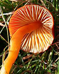 Gills and stem of Hygrocybe splendidissima