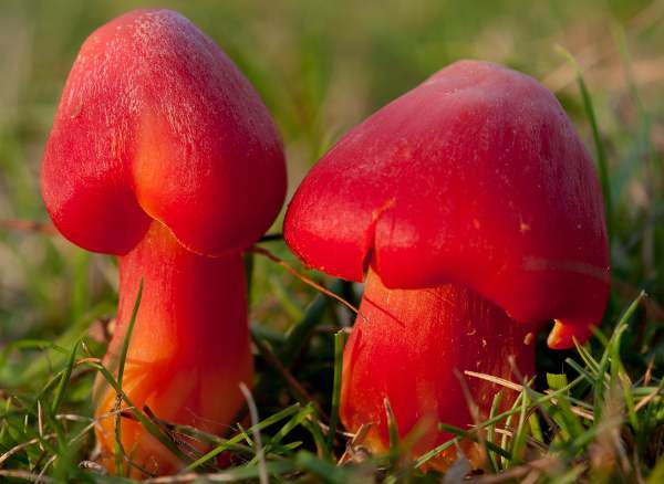 Hygrocybe splendidissima - Splendid Waxcap, Hampshire