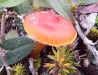 Hygrocybe subpapillata, Papillate Waxcap