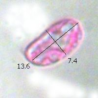 Spore of Hygrocybe substrangulata