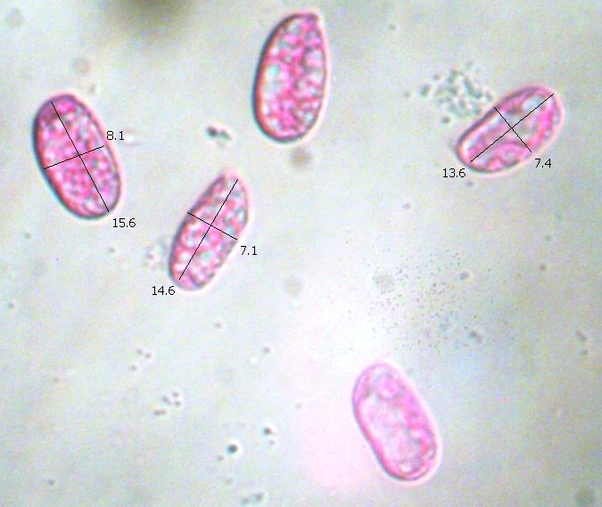 Spores of Hygrocybe substrangulata