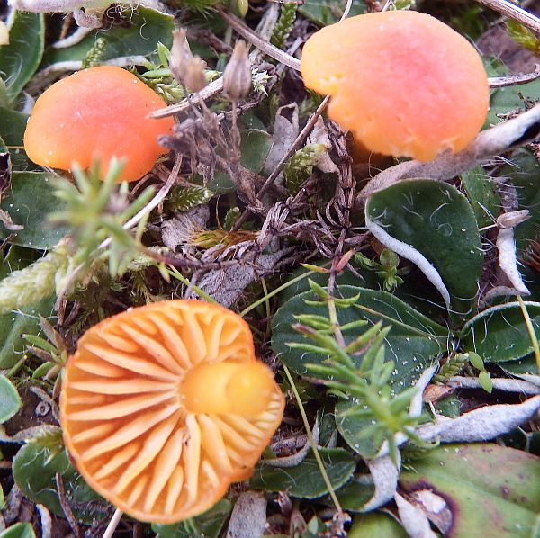 Hygrocybe substrangulata, Waisted Waxcap