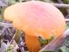 Hygrocybe substrangulata, Waisted Waxcap
