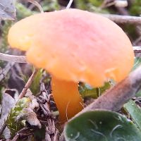 Mature cap of Hygrocybe substrangulata