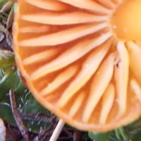 Gills and stem of Hygrocybe substrangulata