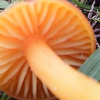 Stem of Hygrocybe substrangulata