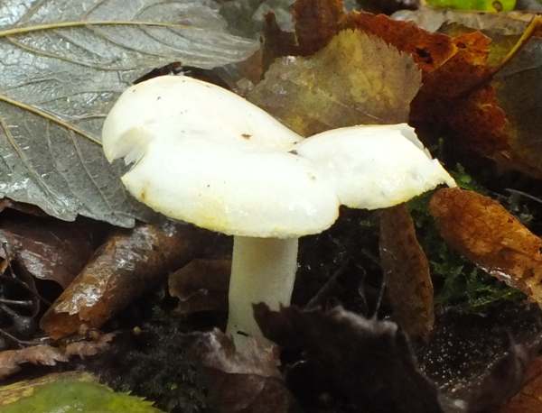 Hygrophorus chrysodon, Gold Flecked Woodwax