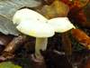 Hygrophorus chrysodon, Gold Flecked Woodwax