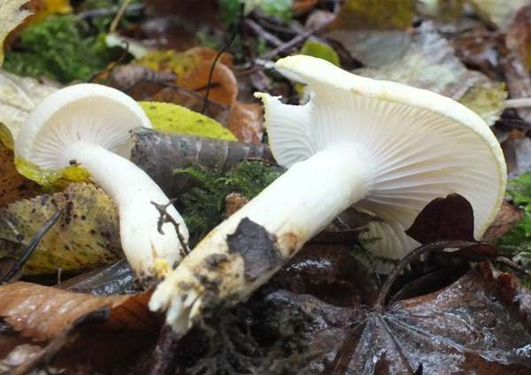 Hygrophorus chrysodon, Gold Flecked Woodwax, stem and gills