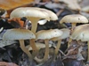 Hygrophorus eburneus - Ivory Woodwax
