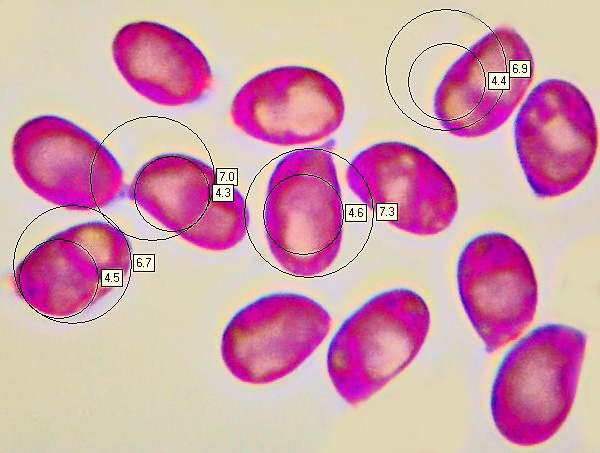 Spores of Hygrophorus hedrychii