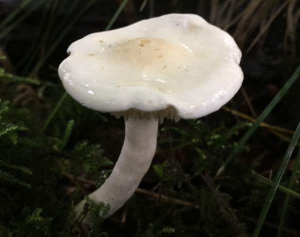 Hygrophorus hedrychii, Sweet Woodwax
