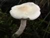 Hygrophorus hydrechii, Sweet Woodwax