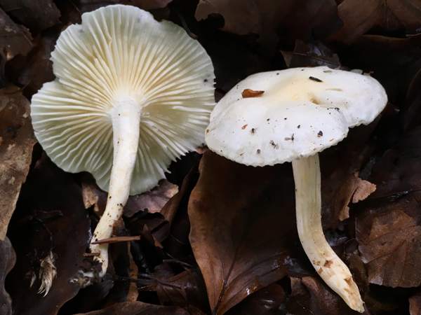 Hygrophorus hedrychii, southrn England