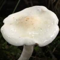 Cap of Hygrophorus hedrychii, Sweet Woodwax