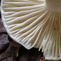 Gills of Hygrophorus hedrychii, the Sweet Woodwax