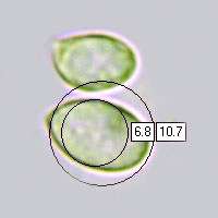 Spores of Hygrophorus latitabundus