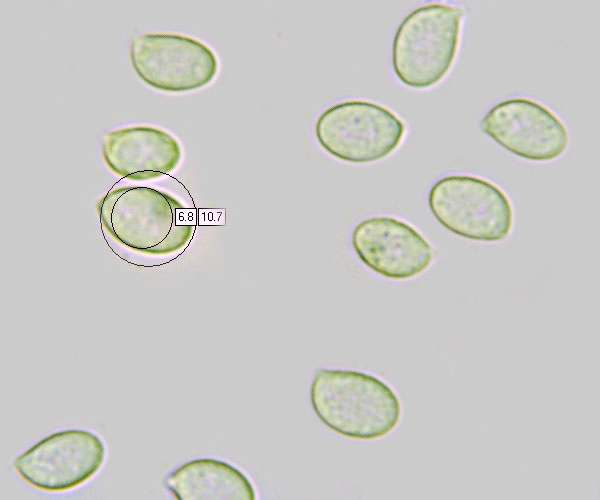 Spores of Hygrophorus latitabundus