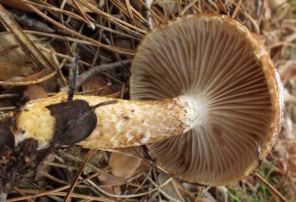 Hygrophorus latitabundus, stem and gills