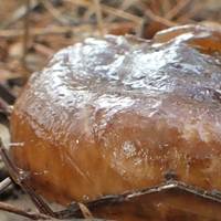 Cap of Hygrophorus latitabundus