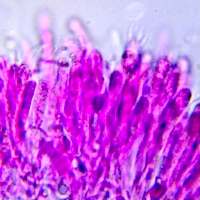 Basidia of Hygrophorus nemoreus