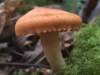 Hygrophorus nemoreus, Oak Woodwax