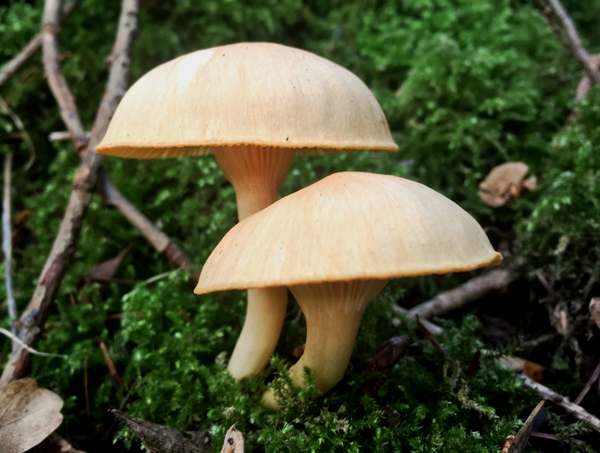 Hygrophorus nemoreus, Wales