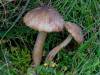 Neohygrocybe ingrata, Dingy Waxcap