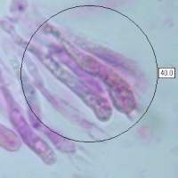 Basidia of Porpolomopsis calyptriformis