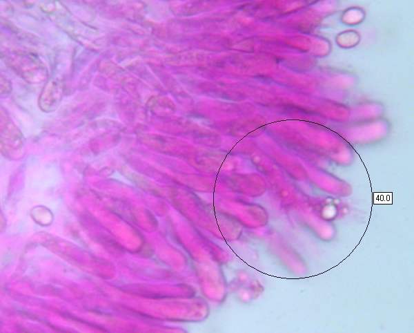 Basidia of Porpolomopsis calyptriformis