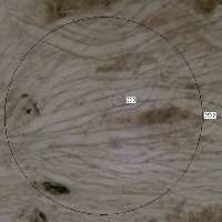 Pileipellis of Porpolomopsis calyptriformis