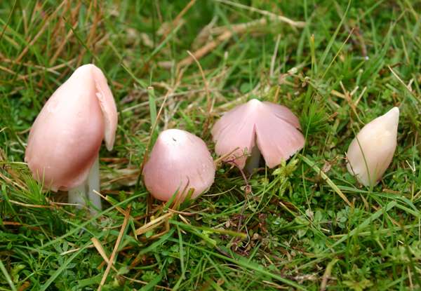 Porpolomopsis calyptriformis - Pink Waxcap