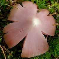 Cap of Porpolomopsis calyptriformis