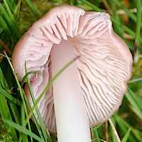 Gills and stem of Porpolomopsis calyptriformis