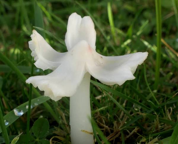 White form of Porpolomopsis calyptriformis