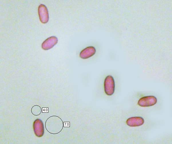 Spores of Hygrophoropsis pallida