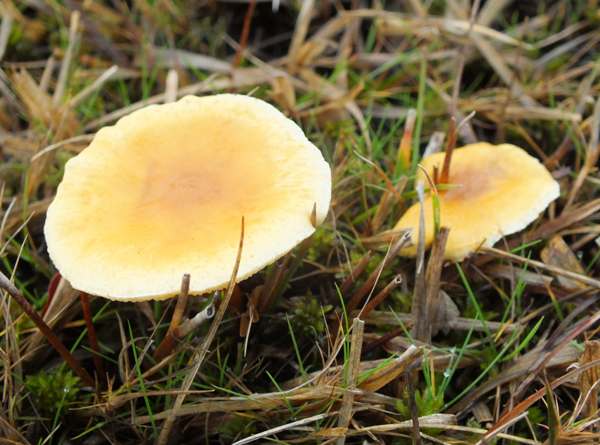 Hygrophoropsis pallida